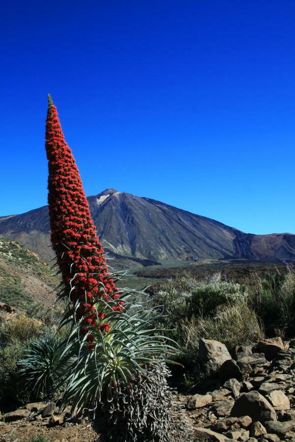 Apt El Perenquen サンタクルスデテネリフェ エクステリア 写真